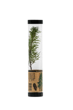 Load image into Gallery viewer, Douglas-Fir | Packaged Live Tree