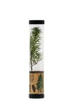 Load image into Gallery viewer, Douglas-Fir | Packaged Live Tree