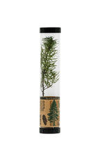 Load image into Gallery viewer, Douglas-Fir | Packaged Live Tree