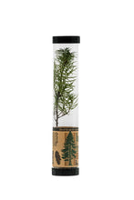 Load image into Gallery viewer, Douglas-Fir | Packaged Live Tree