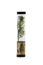Load image into Gallery viewer, Douglas-Fir | Packaged Live Tree