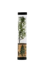 Load image into Gallery viewer, Douglas-Fir | Packaged Live Tree
