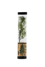Load image into Gallery viewer, Douglas-Fir | Packaged Live Tree