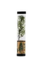 Load image into Gallery viewer, Douglas-Fir | Packaged Live Tree