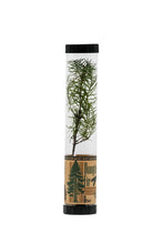 Load image into Gallery viewer, Douglas-Fir | Packaged Live Tree