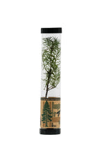 Load image into Gallery viewer, Douglas-Fir | Packaged Live Tree