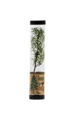 Load image into Gallery viewer, Douglas-Fir | Packaged Live Tree