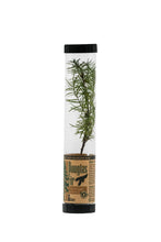 Load image into Gallery viewer, Douglas-Fir | Packaged Live Tree