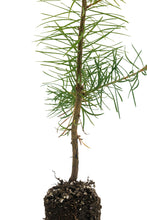Load image into Gallery viewer, Douglas Fir | Medium Tree Seedling | The Jonsteen Company