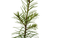 Load image into Gallery viewer, Douglas Fir | Medium Tree Seedling | The Jonsteen Company
