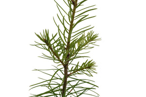 Douglas Fir | Medium Tree Seedling | The Jonsteen Company
