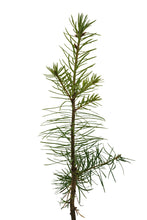 Load image into Gallery viewer, Douglas Fir | Medium Tree Seedling | The Jonsteen Company