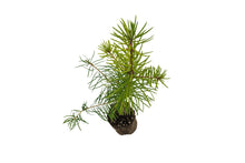 Load image into Gallery viewer, Douglas Fir | Medium Tree Seedling | The Jonsteen Company
