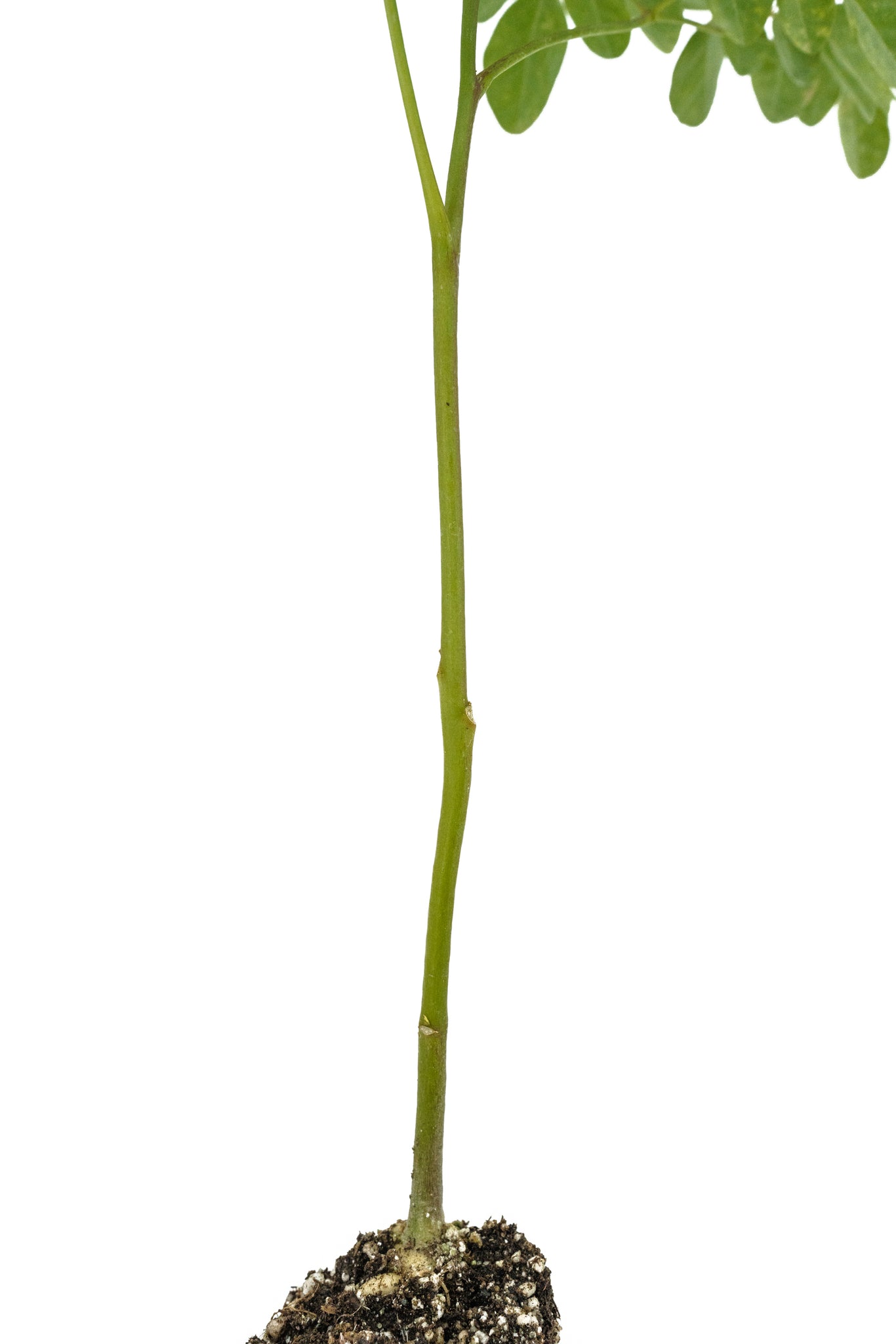 can we plant drumstick tree in house Drumstick Tree
