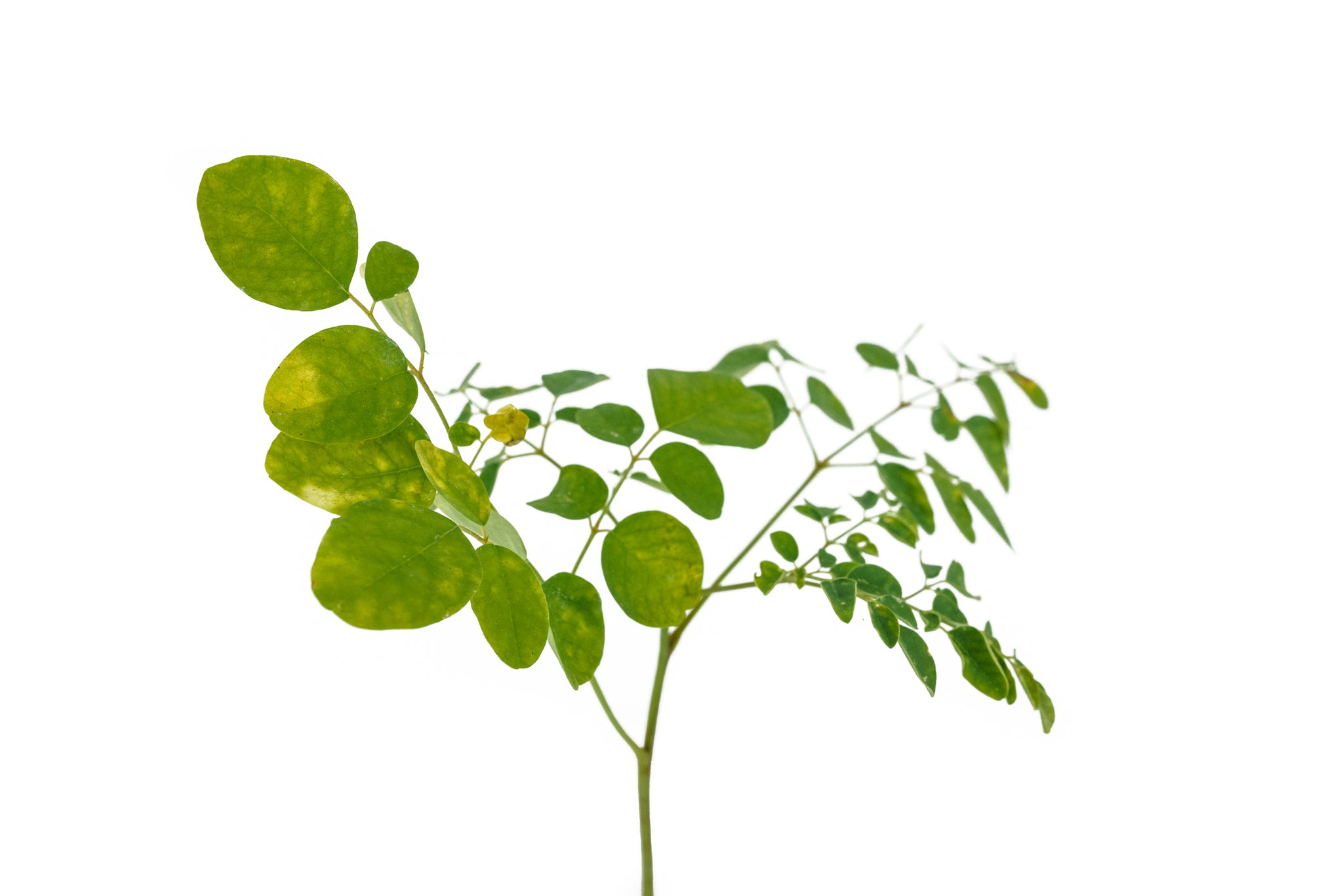 can we plant drumstick tree in house Drumstick Tree