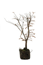 Load image into Gallery viewer, Bonsai Special | Montezuma Cypress (E1)