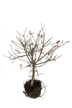 Load image into Gallery viewer, Bonsai Special | Montezuma Cypress (E2)