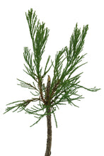 Load image into Gallery viewer, Bonsai Special | Giant Sequoia (E7)