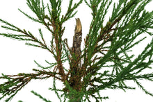 Load image into Gallery viewer, Bonsai Special | Giant Sequoia (E7)