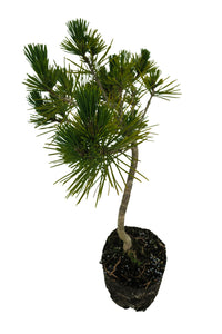 Bonsai Special | Japanese Black Pine (E10)