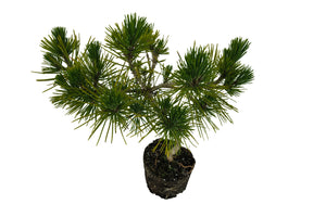 Bonsai Special | Japanese Black Pine (E10)