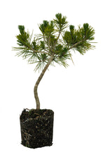 Load image into Gallery viewer, Bonsai Special | Japanese Black Pine (E10)