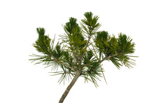 Load image into Gallery viewer, Bonsai Special | Japanese Black Pine (E10)