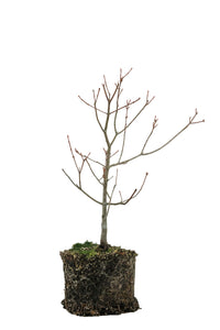 Bonsai Special | Red Maple (E10)