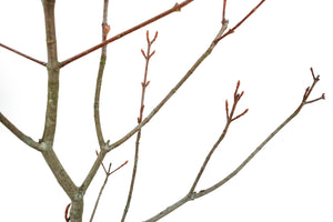 Bonsai Special | Red Maple (E10)
