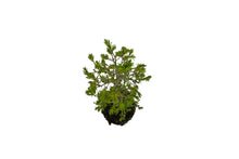 Load image into Gallery viewer, Bonsai Special | Japanese Larch (E2)