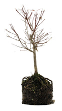 Load image into Gallery viewer, Bonsai Special | Japanese Maple (E2)