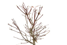 Load image into Gallery viewer, Bonsai Special | Japanese Maple (E2)