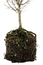 Load image into Gallery viewer, Bonsai Special | Japanese Maple (E2)