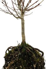 Load image into Gallery viewer, Bonsai Special | Japanese Maple (E2)