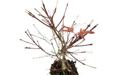 Load image into Gallery viewer, Bonsai Special | Japanese Maple (E2)