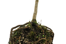 Load image into Gallery viewer, Bonsai Special | Japanese Maple (E2)