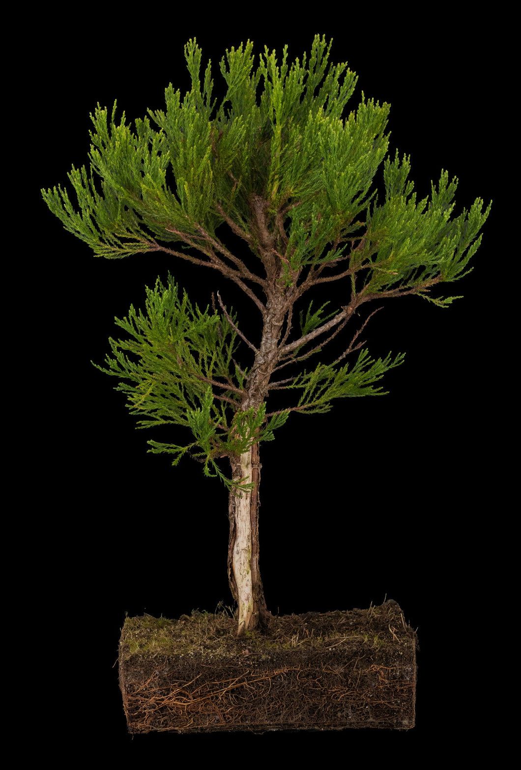 Bonsai Special | Giant Sequoia (E3)