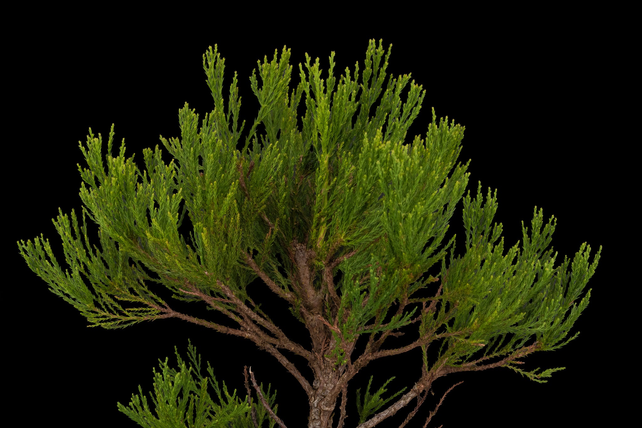 bonsai tree sequoia Bonsai Special
