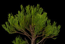 Load image into Gallery viewer, Bonsai Special | Giant Sequoia (E3)