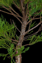 Load image into Gallery viewer, Bonsai Special | Giant Sequoia (E3)