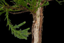 Load image into Gallery viewer, Bonsai Special | Giant Sequoia (E3)