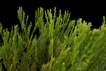 Load image into Gallery viewer, Bonsai Special | Giant Sequoia (E3)