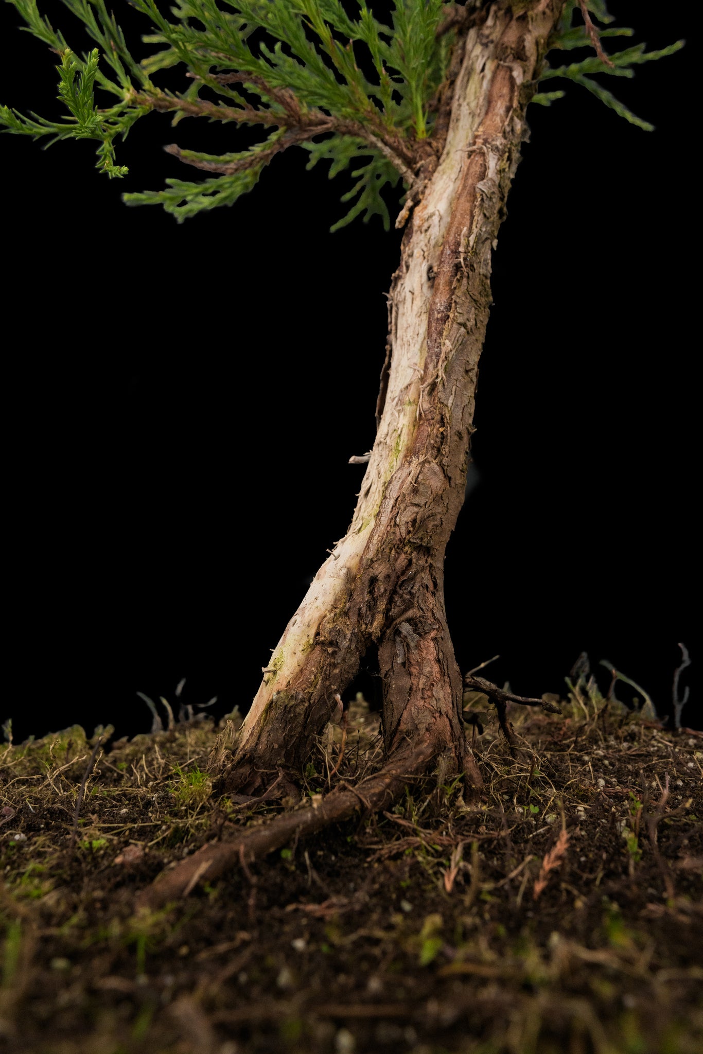 bonsai sequoia tree Bonsai Special