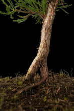 Load image into Gallery viewer, Bonsai Special | Giant Sequoia (E3)