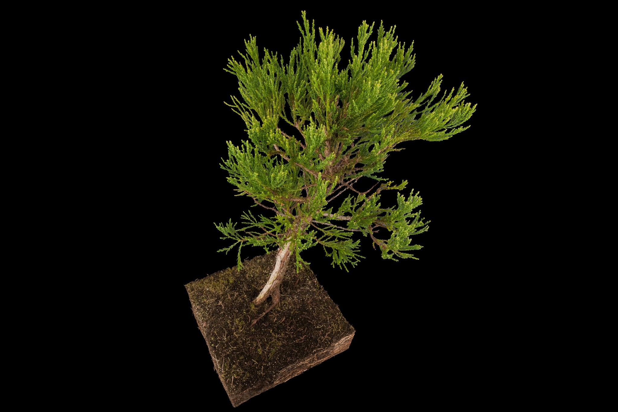 sequoia bonsai tree Bonsai Special