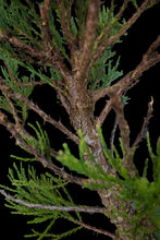 Load image into Gallery viewer, Bonsai Special | Giant Sequoia (E3)