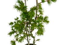 Load image into Gallery viewer, Bonsai Special | Japanese Larch (E3)
