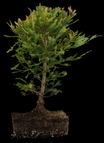 Bonsai Special | Coast Redwood (E4)