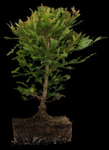 Bonsai Special | Coast Redwood (E4)