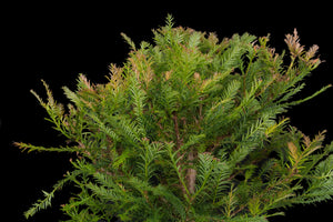 Bonsai Special | Coast Redwood (E4)